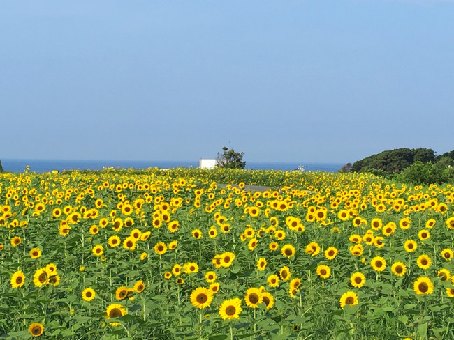 7月中旬～8月中旬にかけて約10万本のヒマワリ花畑が見頃に（横須賀市長井海の手公園 ソレイユの丘）