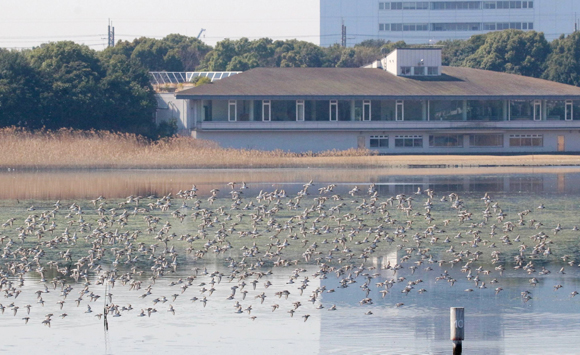 渡り鳥の中継地となる「谷津干潟」は、ラムサール条約登録湿地です