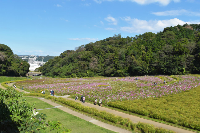 丘陵地の広大な花畑