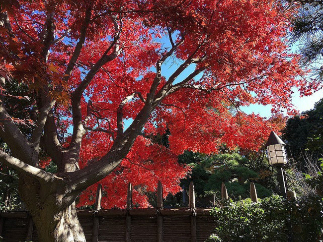 日中の紅葉狩りもおススメです