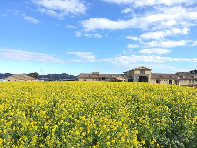 1月中旬より、約10万本のナノハナの花畑が見頃の予想（横須賀市長井海の手公園 ソレイユの丘）　※過去撮影