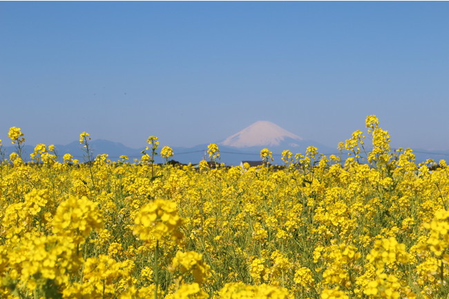 約10万本のナノハナと、相模湾・富士山の美しい景観が楽しめます　※過去撮影