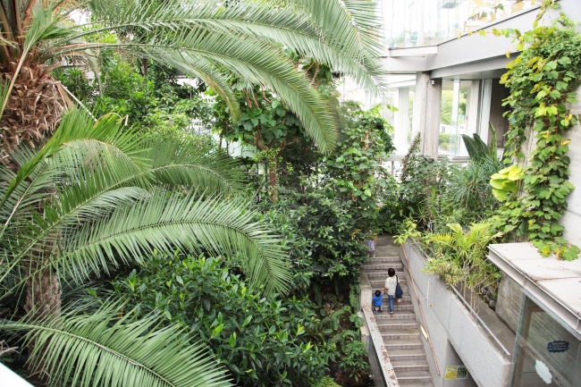 板橋区立熱帯環境植物館（通称：ねったいかん）温室