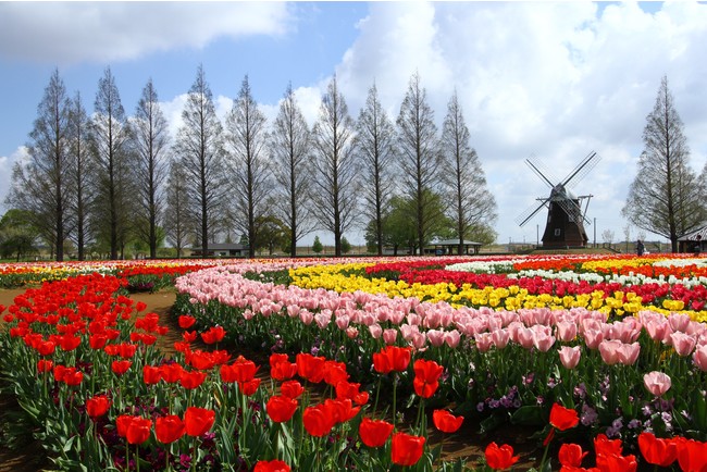 4月上旬頃にはチューリップ畑が見頃を迎える（あけぼの山農業公園）