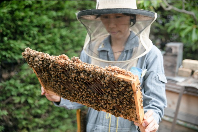 横浜市アメリカ山公園では、一番最初に「はち育(R)」の取り組みをスタートしました。公園に常駐する西武造園のスタッフが、みつばちの飼育管理や、はちみつの収穫などに日々取り組んでいます。 横浜市アメリカ山公園では、一番最初に「はち育(R)」の取り組みをスタートしました。公園に常駐する西武造園のスタッフが、みつばちの飼育管理や、はちみつの収穫などに日々取り組んでいます。