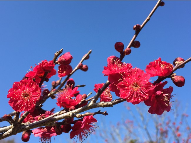 早咲き品種「鹿児島紅」濃い紅色の中輪で八重咲き