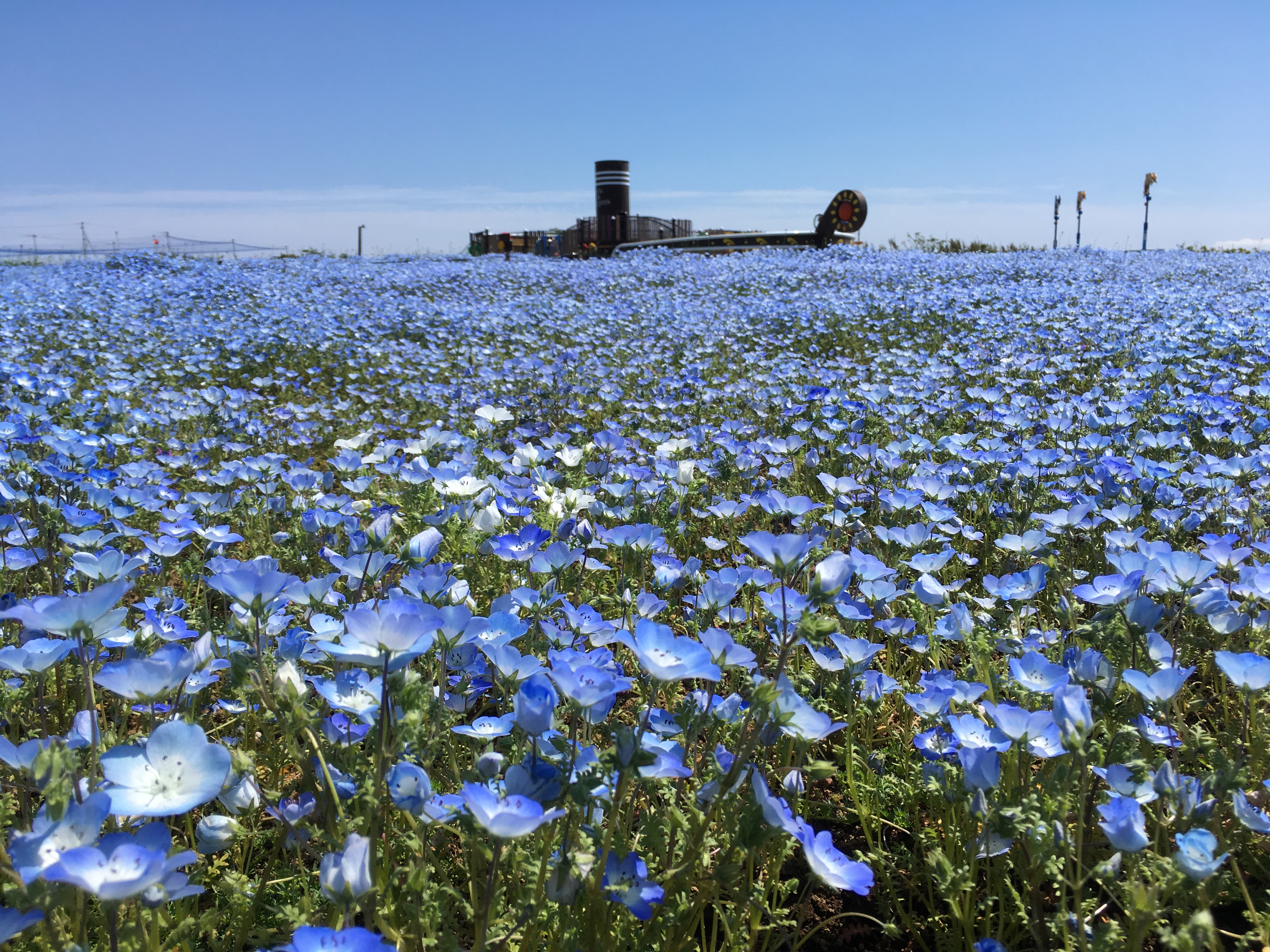 空 海 ネモフィラのブルーで染まる 約55万本のネモフィラ が見頃を迎えます 横須賀市長井海の手公園 ソレイユの丘 西武造園株式会社のプレスリリース