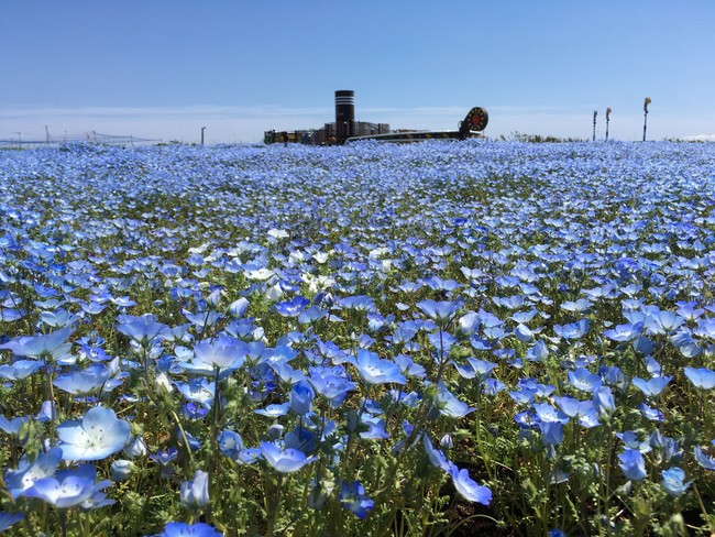 空 海 ネモフィラのブルーで染まる 約55万本のネモフィラ が見頃を迎えます 横須賀市長井海の手公園 ソレイユの丘 時事ドットコム