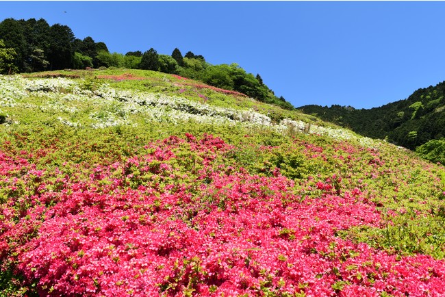 園内では6万株のツツジが4月下旬～5月中旬にかけて見頃