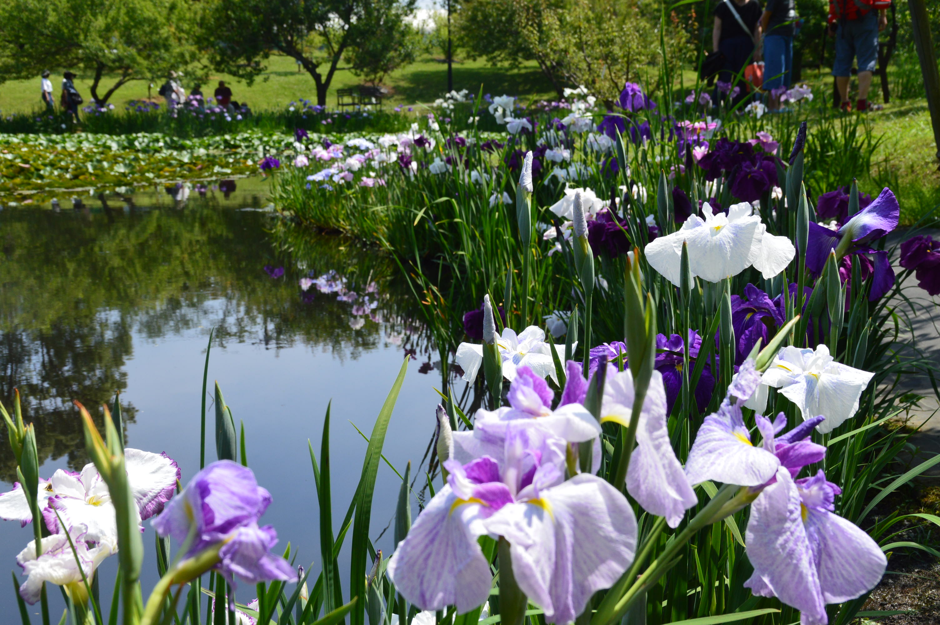 入場無料 渓流の涼やかな花菖蒲 約180種1 000株が開花 花菖蒲 睡蓮まつり 22年6月11日 土 7月3日 日 開催 小田原フラワーガーデン 西武造園株式会社のプレスリリース