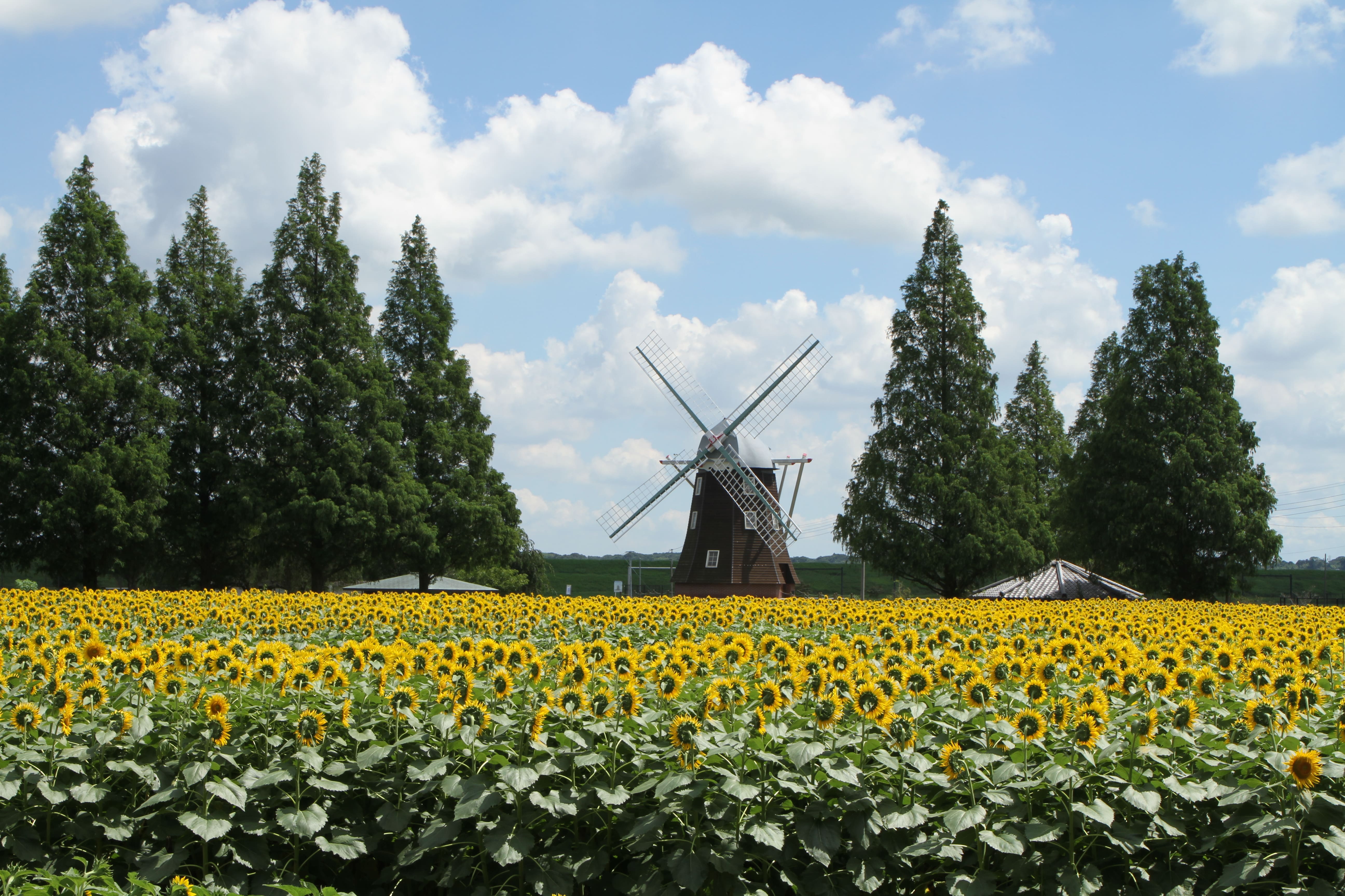 入園無料 風車とヒマワリ畑の景観が7月中旬から見頃を迎えます 柏市あけぼの山農業公園 西武造園株式会社のプレスリリース