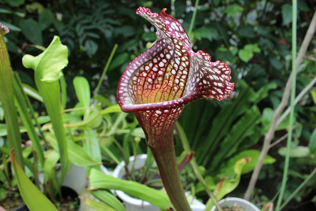 板橋区立熱帯環境植物館で展示されている食虫植物「サラセニア」