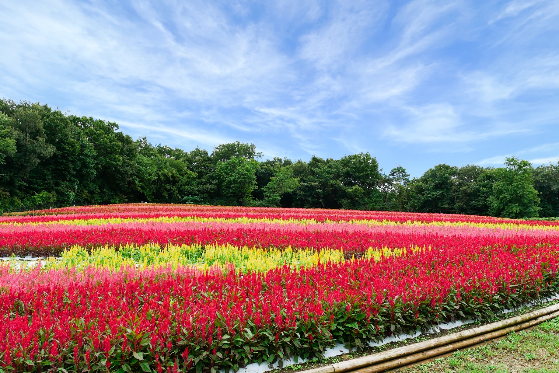 約40万本の「羽毛ゲイトウ」の花畑が見頃を迎えます（国営武蔵丘陵森林公園）