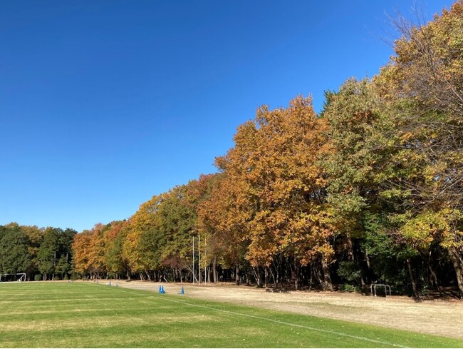 落葉樹が紅葉シーズンを迎える狭山市堀兼・上赤坂公園