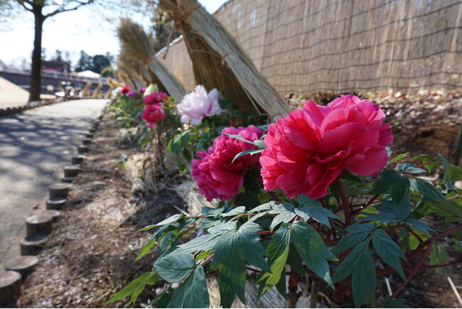 1月に開花するよう特別な技術で抑制栽培した島根県・大根島産のぼたんを展示