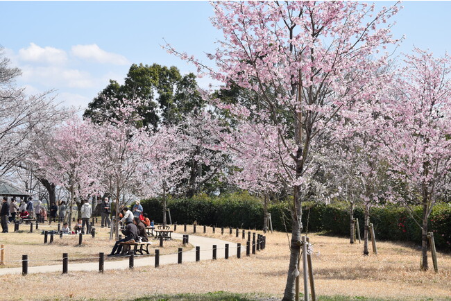 「ジンダイアケボノ」の間に敷かれた園路は、全ての桜が美しく見られるよう設計されています