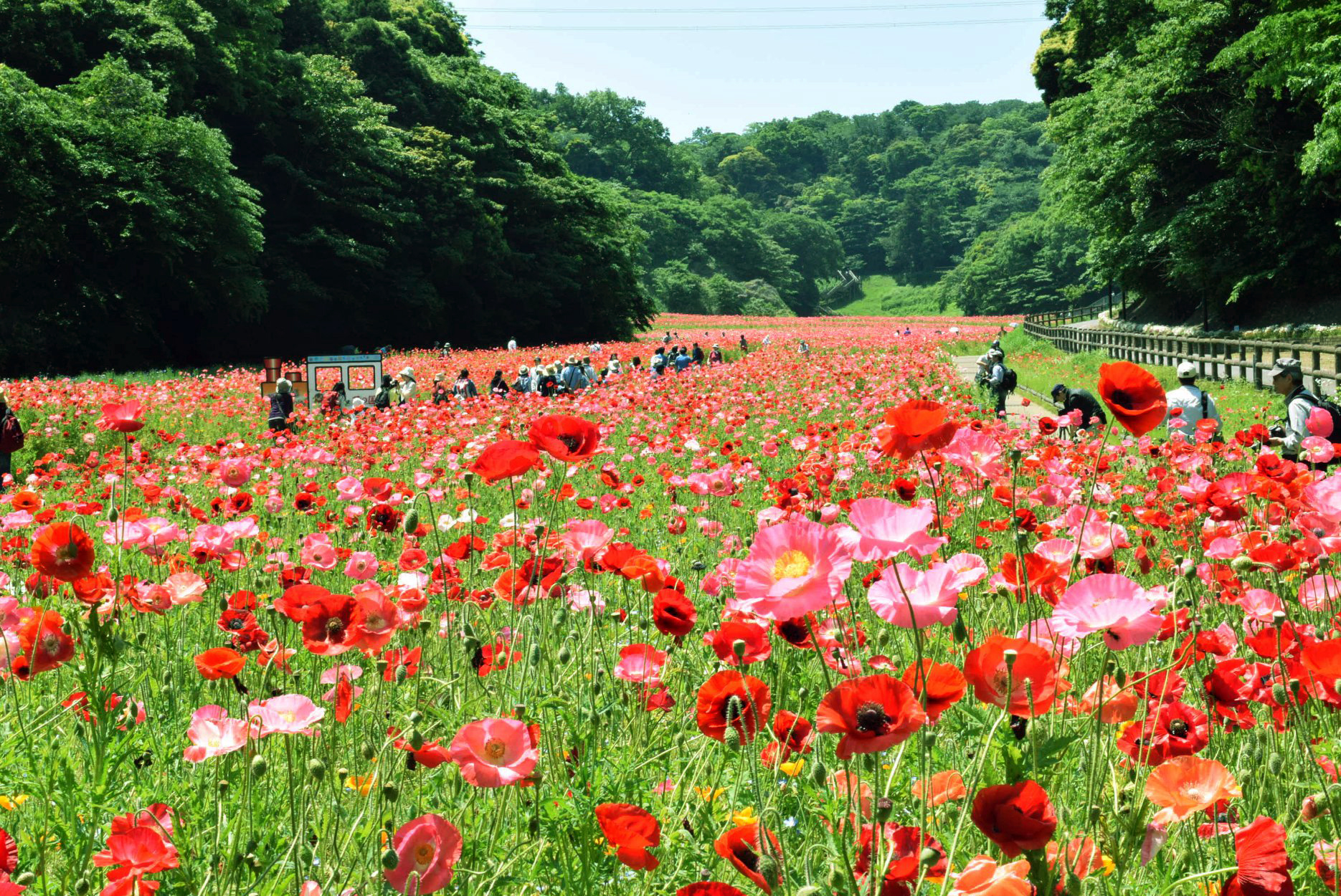 ハナ様専用です。 4月10日まで-