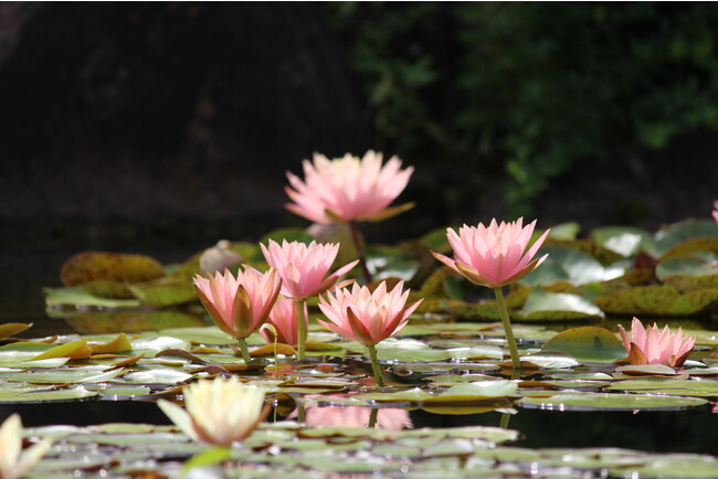 花影の池に咲く耐寒性スイレン
