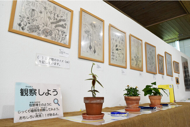 牧野博士の紹介パネルも展示予定。植物学者のつもりで観察して、植物を描いてみよう！（※写真はイメージ）