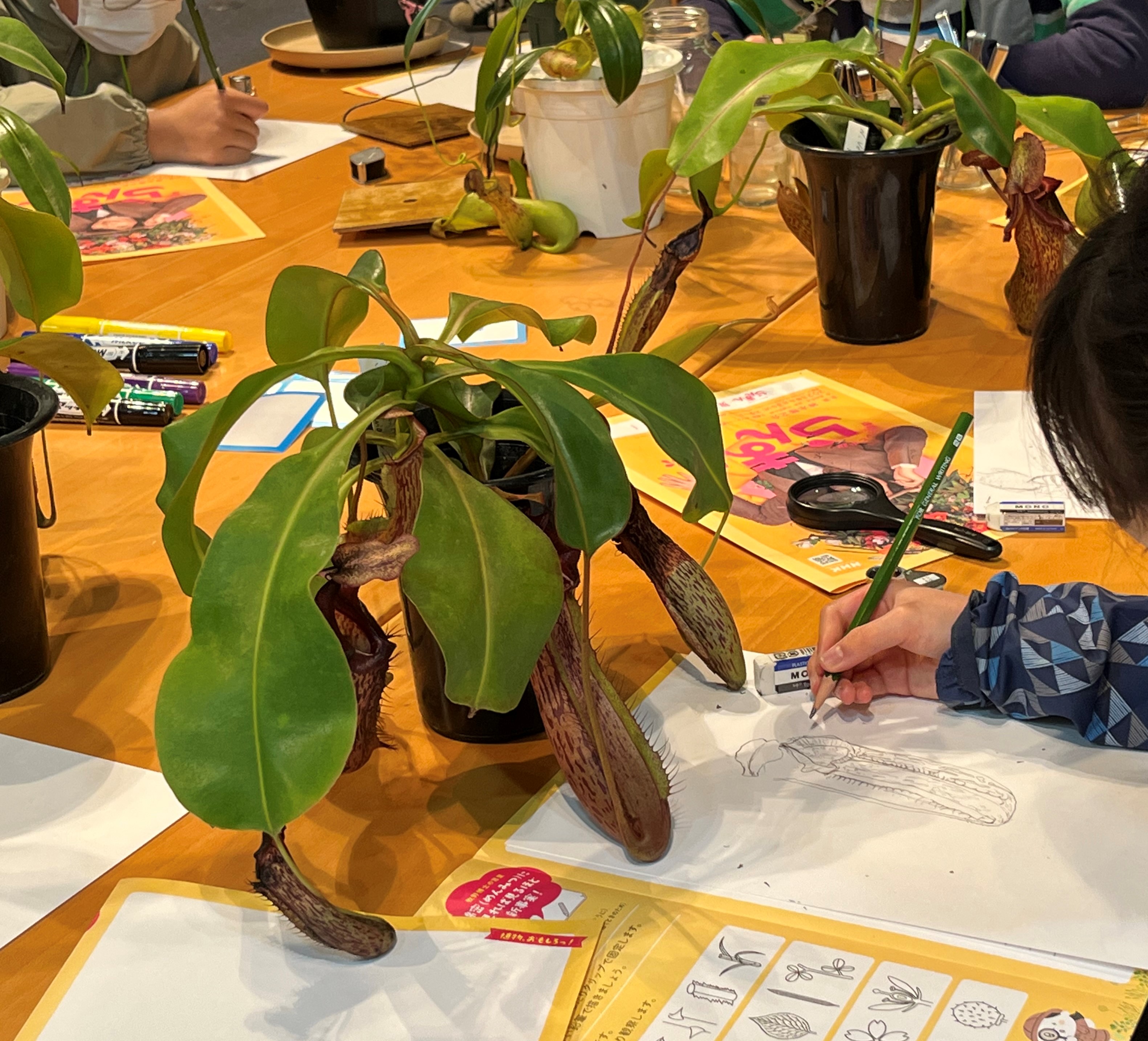 『植物、おもしろっ！』牧野博士に学ぶ草花観察「植物を描いて