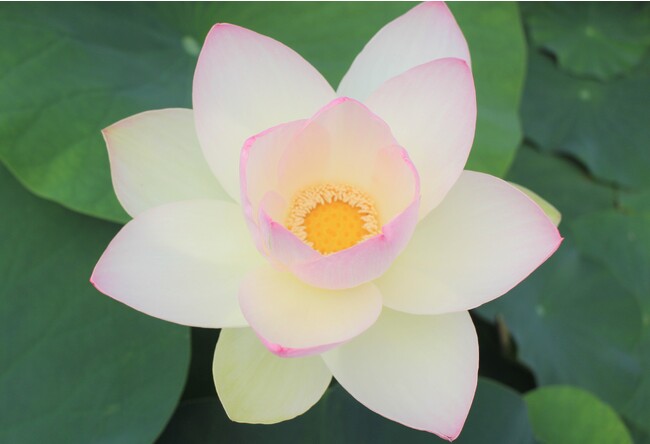 クリーム色の花の先端が、ほんのりピンク色の「舞妃蓮」
