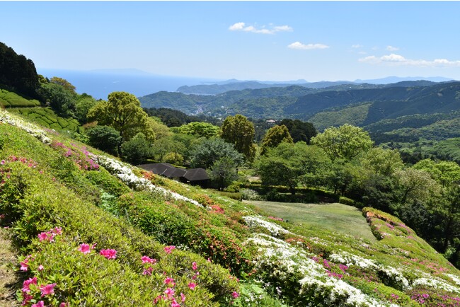 熱海市の山間部に位置する「姫の沢公園」では多くの植物をみることができます