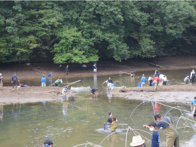 水を抜いて浅くなった沼で、伝統漁具を用いて魚を捕ります