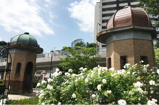 逸見波止場衛門跡と秋バラ（アイスバーグ）