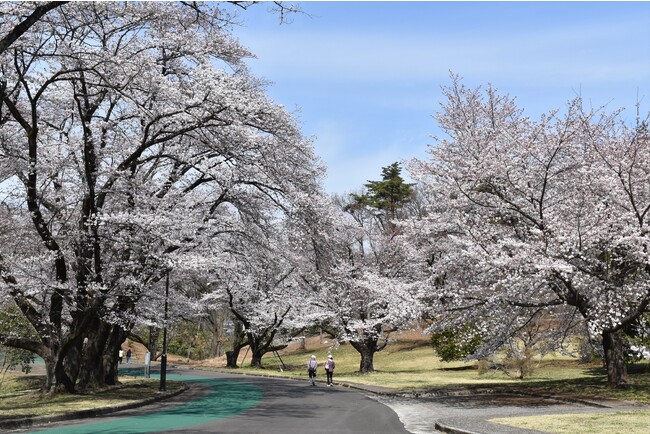 春は桜の名所として地域の方に親しまれています