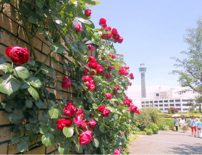 横浜市アメリカ山公園