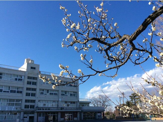 約50本の梅の木がある「横浜市立梅林小学校」