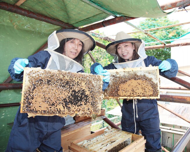 スタッフがみつばちの飼育管理を行っています