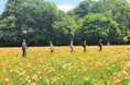 約70万本の「アイスランドポピー」がまもなく開花!4月からGWにかけて春の花畑が見頃を迎えます(国営武蔵丘陵森林公園)