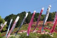 【入園無料】熱海市の花の名所「つつじ・こいのぼりまつり」2025年4月19日(土)~5月6日(火・休)開催(熱海市姫の沢公園)