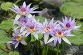 初夏の訪れ・スイレンの花と絵画のような世界と香りを楽しむ「スイレン展 ~涼やかな彩り、スイレンの世界へ~」2025年6月6日(金)~29日(日)開催(草津市立水生植物公園みずの森)
