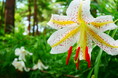 関東最大級の自生地「ヤマユリ」が7月に見頃を迎えます!ヒマワリやコリウスなど夏の花々も(国営武蔵丘陵森林公園)