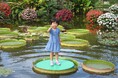 1メートルを超える巨大な水草「パラグアイオニバス」に乗ってみよう!試乗体験イベントを8月より開催(草津市立水生植物公園みずの森)