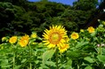 初の大規模「ヒマワリ」花畑・100万本が見頃を迎えました!(横須賀市くりはま花の国)