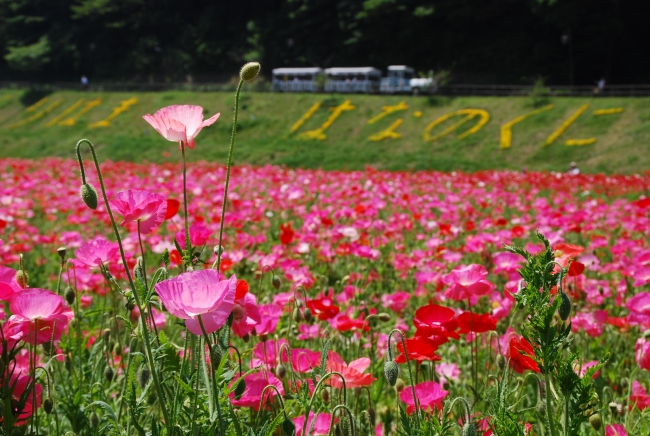 横須賀市くりはま花の国