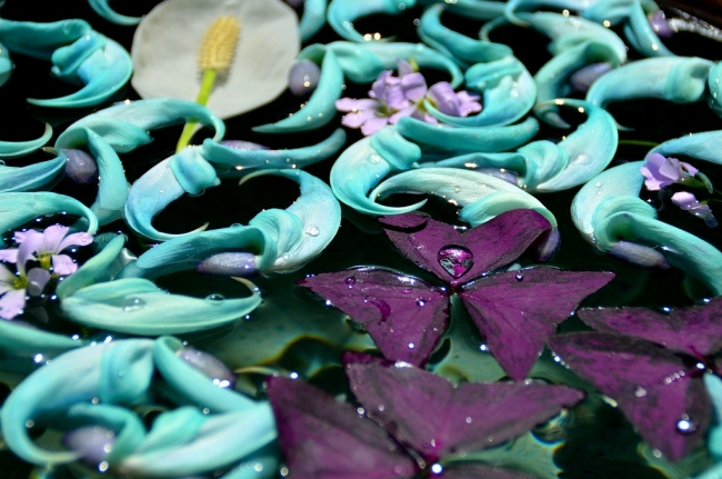 今がまさに見頃 神秘の熱帯植物 ヒスイカズラ が最盛期を迎えます 開花にあわせたイベントも4月29日 月 祝 まで開催中 小田原フラワーガーデン 西武造園株式会社のプレスリリース