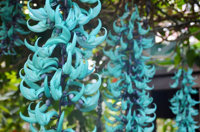 今がまさに見頃 神秘の熱帯植物 ヒスイカズラ が最盛期を迎えます 開花にあわせたイベントも4月29日 月 祝 まで開催中 小田原フラワーガーデン 西武造園株式会社のプレスリリース