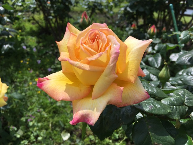 ヴェルニー公園のバラ　2019年5月12日撮影