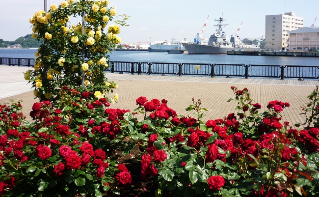 横須賀港とバラを楽しめるヴェルニー公園