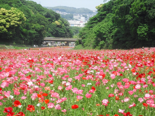 横須賀市くりはま花の国の約100万本のポピー花畑