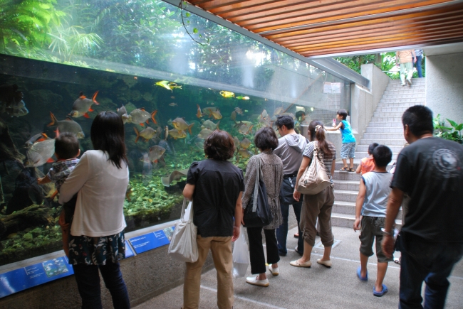 世界最大の淡水エイも見られる水族館ゾーン