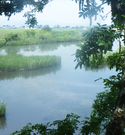 樹上からの曽根沼の景色