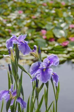 花菖蒲（ハナショウブ）と睡蓮（スイレン）　※2019年6月1日撮影