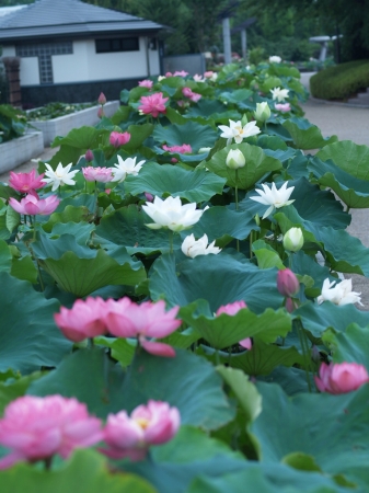草津市立水生植物公園みずの森　早朝の花露