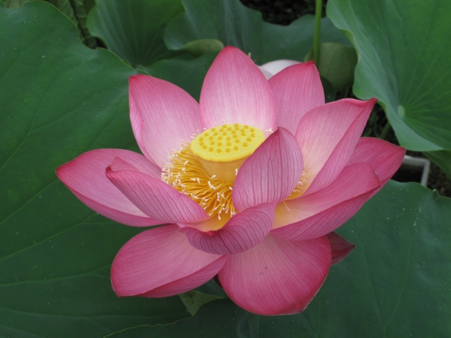 草津市立水生植物公園みずの森　ハスの花