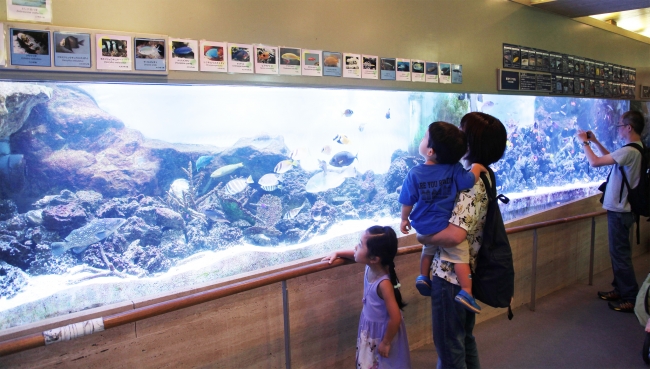 ミニ水族館（板橋区立熱帯環境植物館）